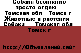 Собака бесплатно просто отдаю  - Томская обл., Томск г. Животные и растения » Собаки   . Томская обл.,Томск г.